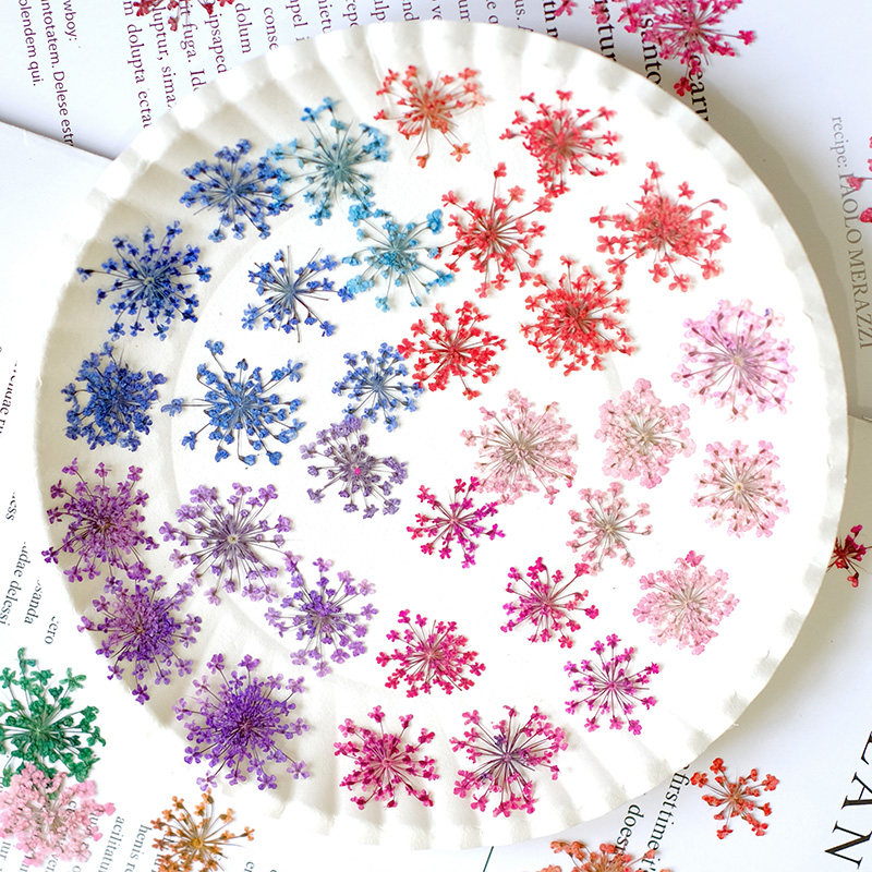 24pcs, 2-2.5cm, Nature Dyed Mi - Nail Art Natural ulasan dan harga