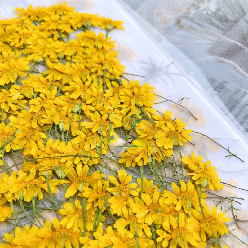 6-10cm/24pcs,Nature Pressed Ch - Nail Art Natural ulasan dan harga