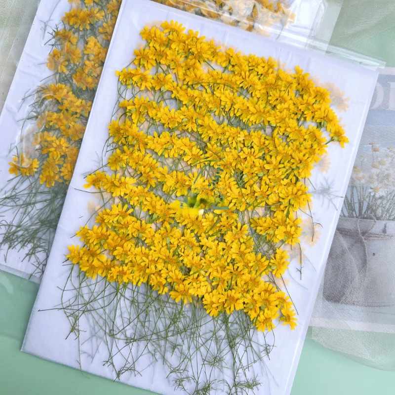 6-10cm/24pcs,Nature Pressed Ch - Nail Art Natural ulasan dan harga