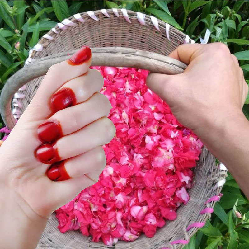 40g Henna Nail Dye Powder For  - Nail Art Natural ulasan dan harga